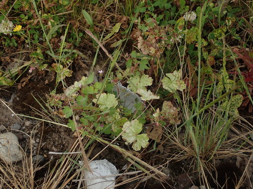 Roundleaf geranium (Geranium rotundifolium)