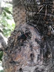 Cactophagus spinolae