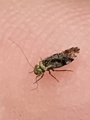 Trichadenotecnum alexanderae