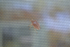 Euschistus variolarius