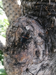 Cactophagus spinolae