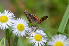 Lycaena phlaeas daimio