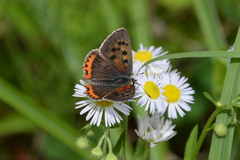 Lycaena phlaeas daimio