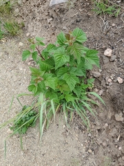 Rubus crataegifolius