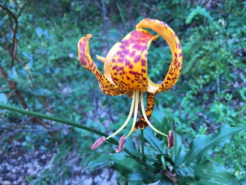 iNaturalist observation photo of ocellated Humboldt lily