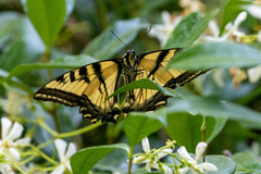 Papilio rutulus
