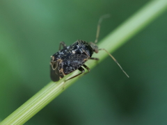 Charagochilus