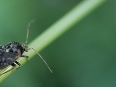 Charagochilus
