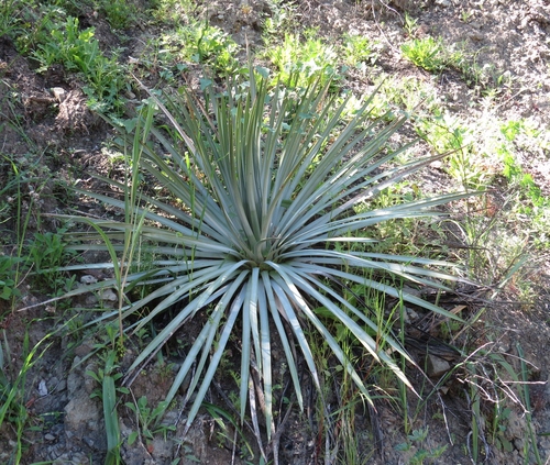 iNaturalist observation photo of chaparral yucca