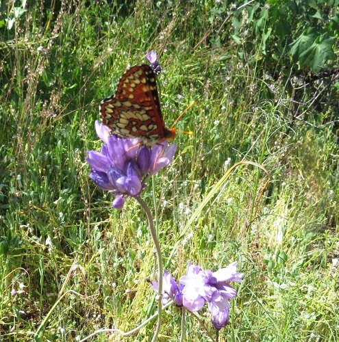 iNaturalist observation photo of Variable Checkerspot