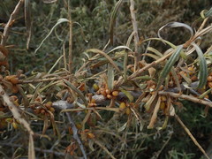 Hippophae rhamnoides