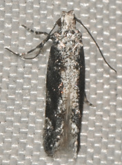 Coleotechnites florae