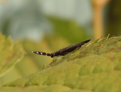 Heterotoma
