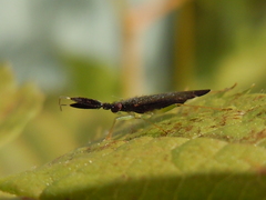 Heterotoma