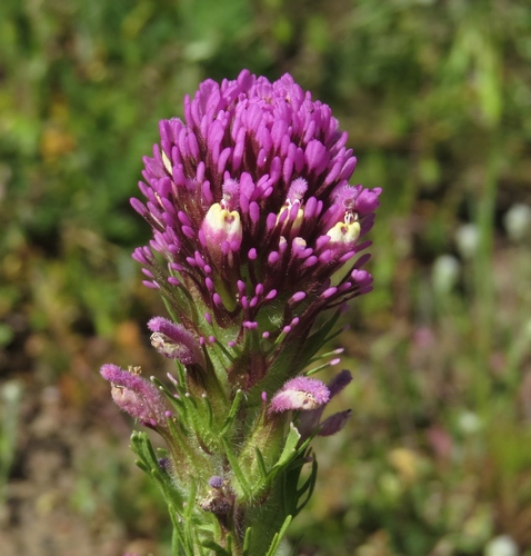 iNaturalist observation photo of purple owl's-clover