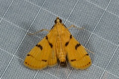 Dichocrocis