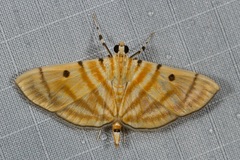 Dichocrocis