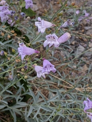 Penstemon sepalulus