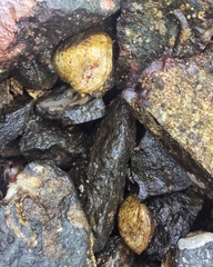 Brachiopoda