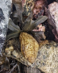 Brachiopoda