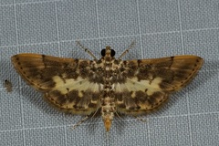 Tylostega