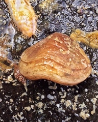 Brachiopoda