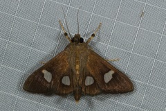 Nosophora