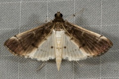 Orphnophanes eucerusalis