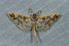 Polythlipta