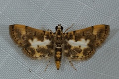 Tylostega