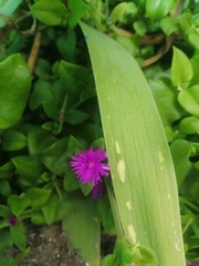 Mesembryanthemum cordifolium