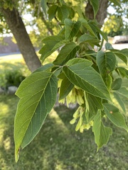Acer negundo