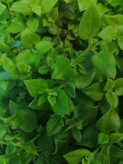 Mesembryanthemum cordifolium