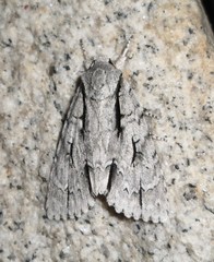 Acronicta lobeliae