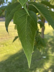 Acer negundo