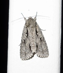 Acronicta lobeliae