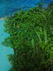 Mesembryanthemum cordifolium