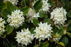 Daphne blagayana
