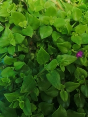 Mesembryanthemum cordifolium