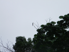 Lophoceros fasciatus