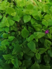 Mesembryanthemum cordifolium