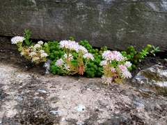 Sedum lydium