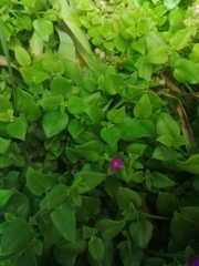 Mesembryanthemum cordifolium