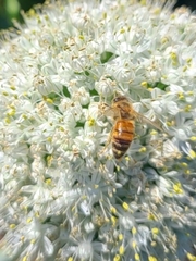 Apis mellifera