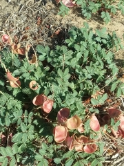 Hoffmannseggia repens