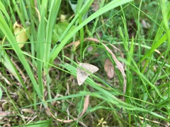 Polypogon tentacularia