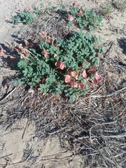 Hoffmannseggia repens