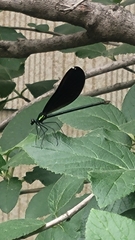 Calopteryx maculata