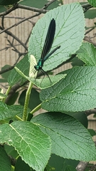 Calopteryx maculata