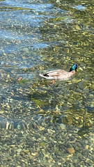 Anas platyrhynchos